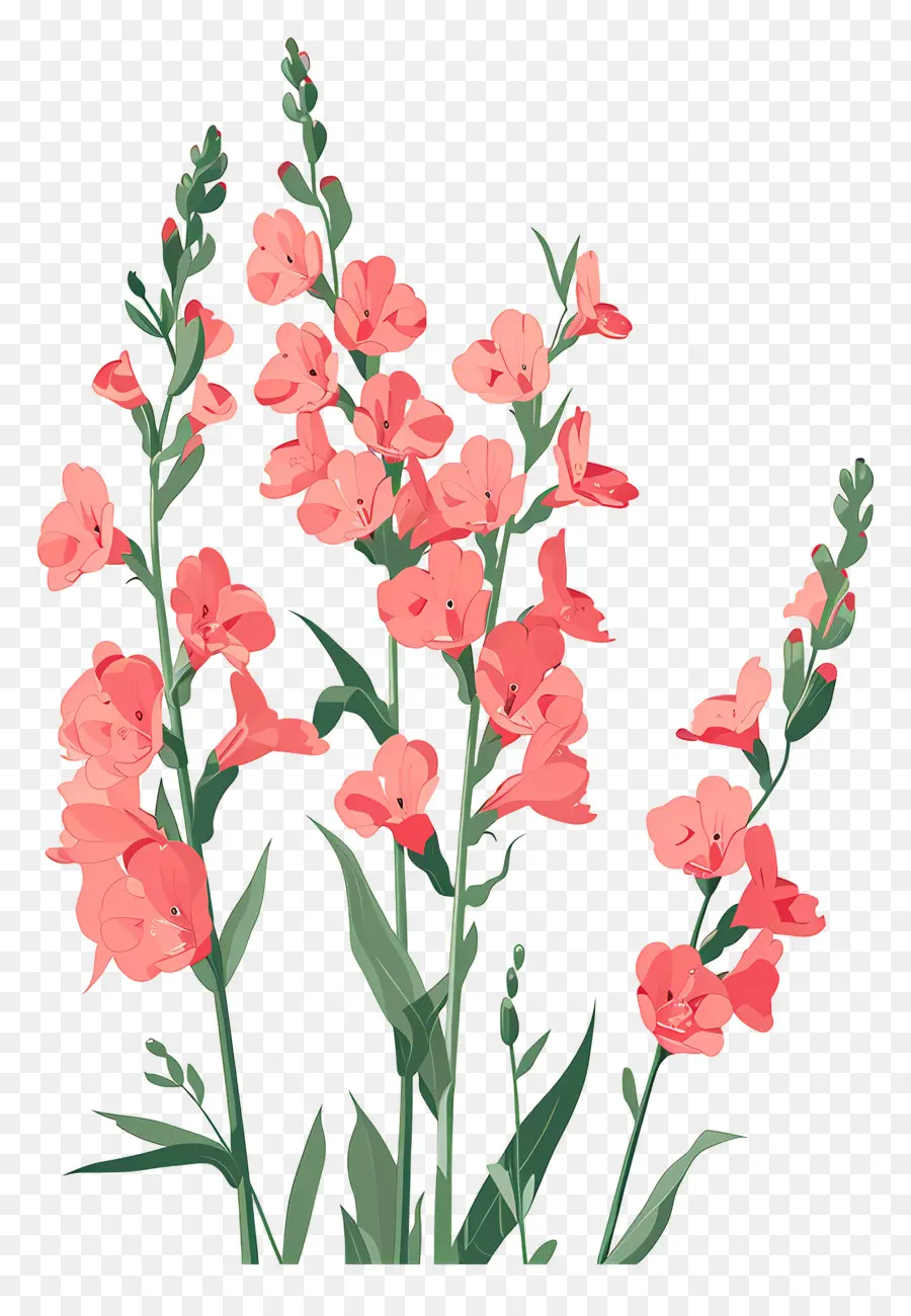 Snapdragons，ดอกไม้สีแดง PNG