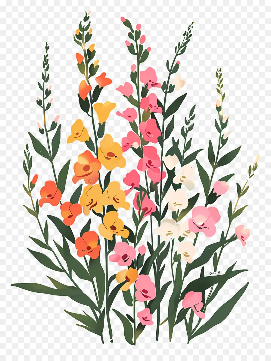 Snapdragons，ดอกไม้สีสันสดใส PNG