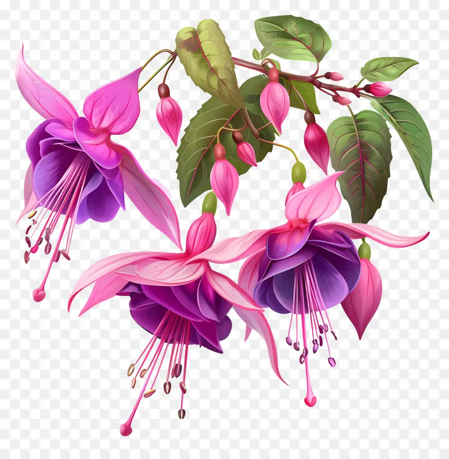 Fuchsia ดอกไม้，ม่วง PNG