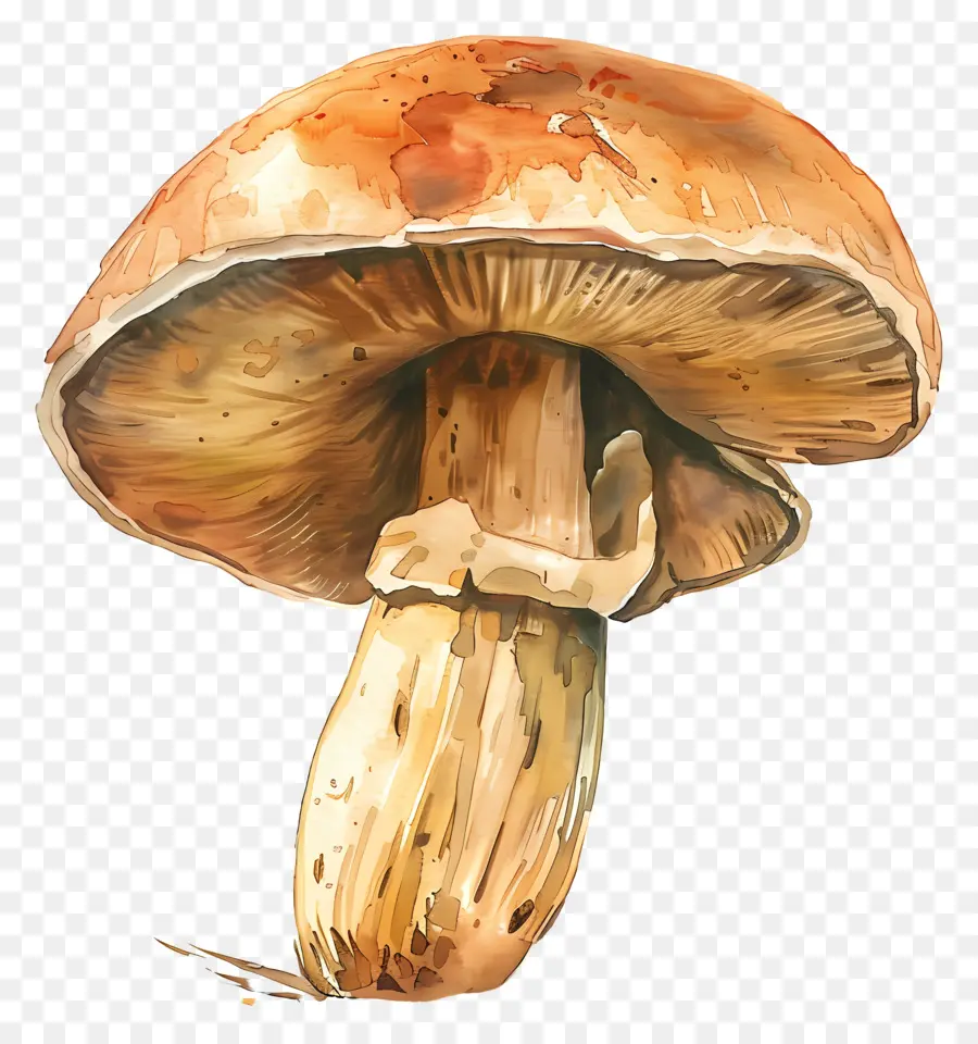 เห็ด Porcini，เห็ดสีน้ำตาล PNG