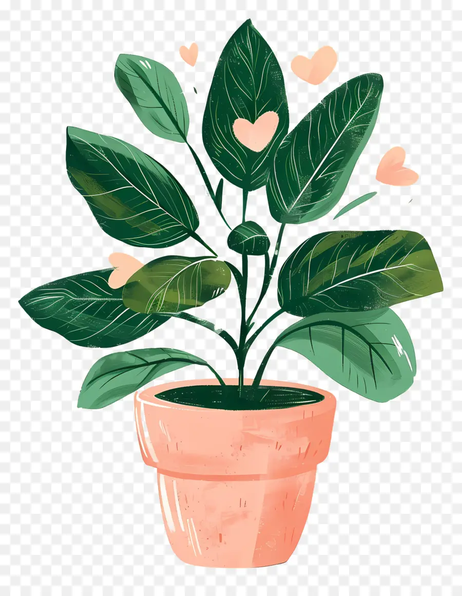 พืชสเตฟาเนีย，ต้น Ficus PNG