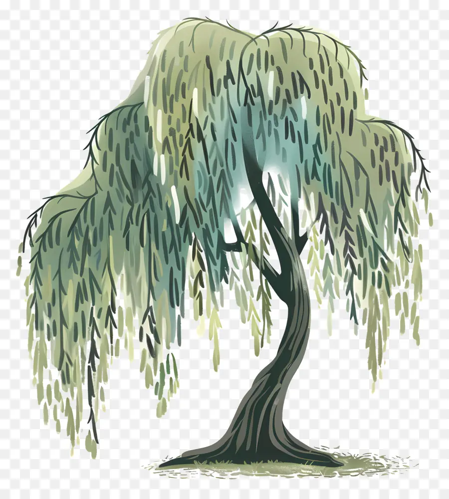 ต้นวิลโลว์，Weeping Willow Tree PNG