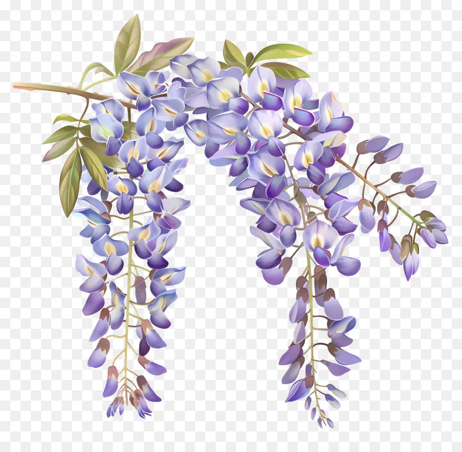 ดอกไม้ Wisteria，ดอกไม้สีม่วง PNG