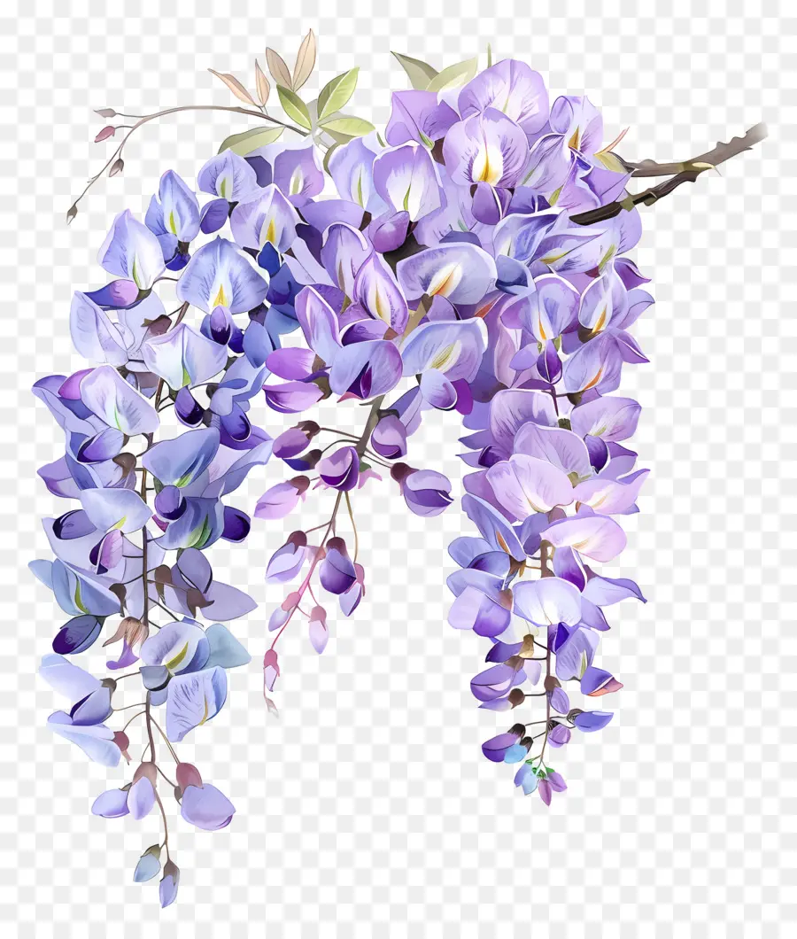 ดอกไม้ Wisteria，ดอกไม้สีม่วง PNG