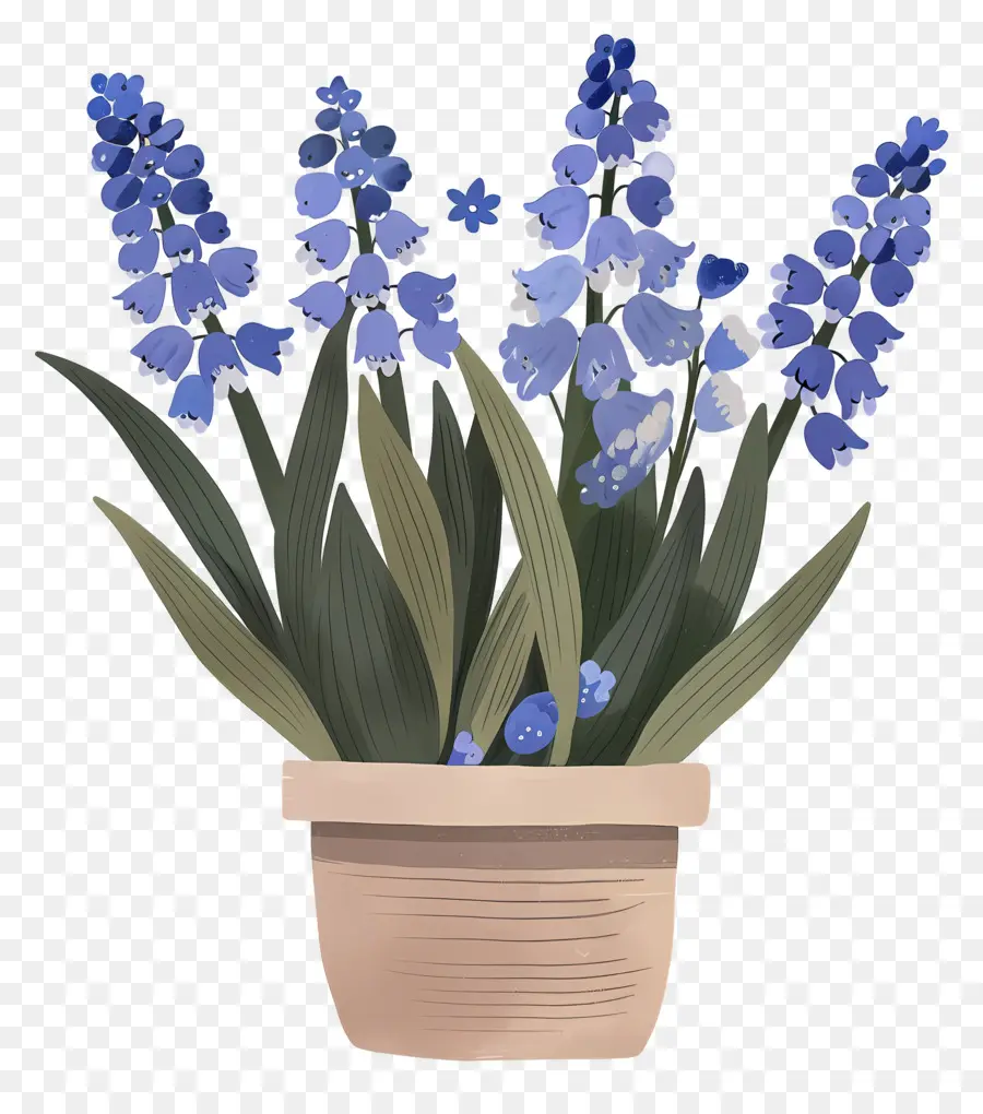 น้ำองุ่น Hyacinth，สีน้ำเงินดอกไม้ PNG