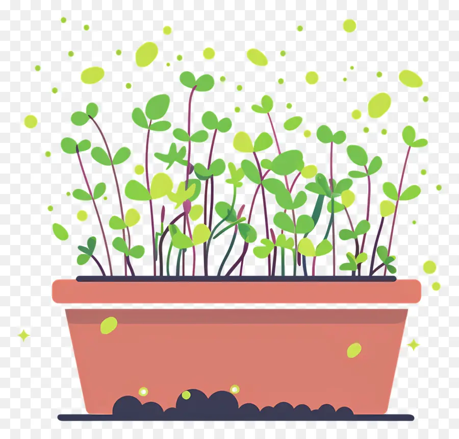 หม้อ Microgreens，พืชกระถาง PNG