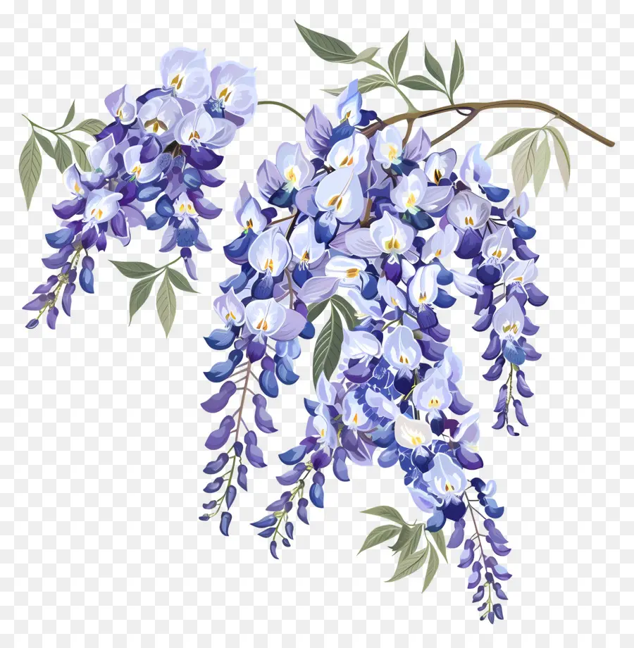 ดอกไม้ Wisteria，วิสเทอเรีย PNG