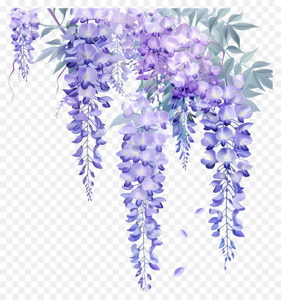 ดอกไม้ Wisteria，สีม่วง PNG