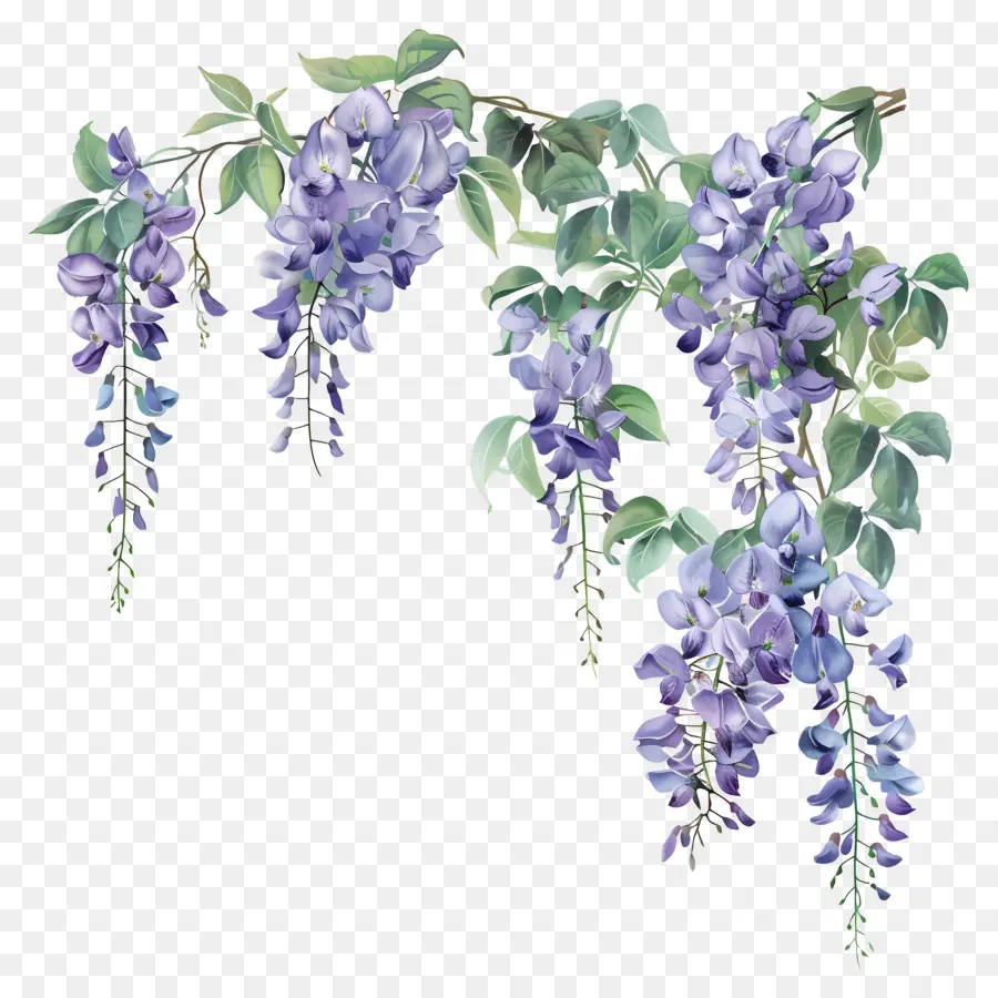 ดอกไม้ Wisteria，วิสเทอเรีย PNG