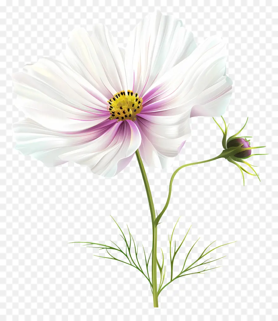 ดอกไม้ Cosmos，ดอกไม้ PNG