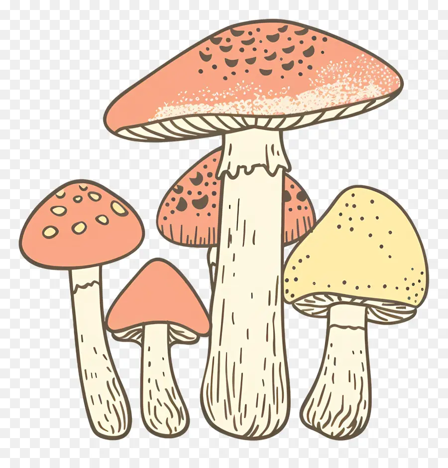 เห็ด Boletus，เห็ด PNG