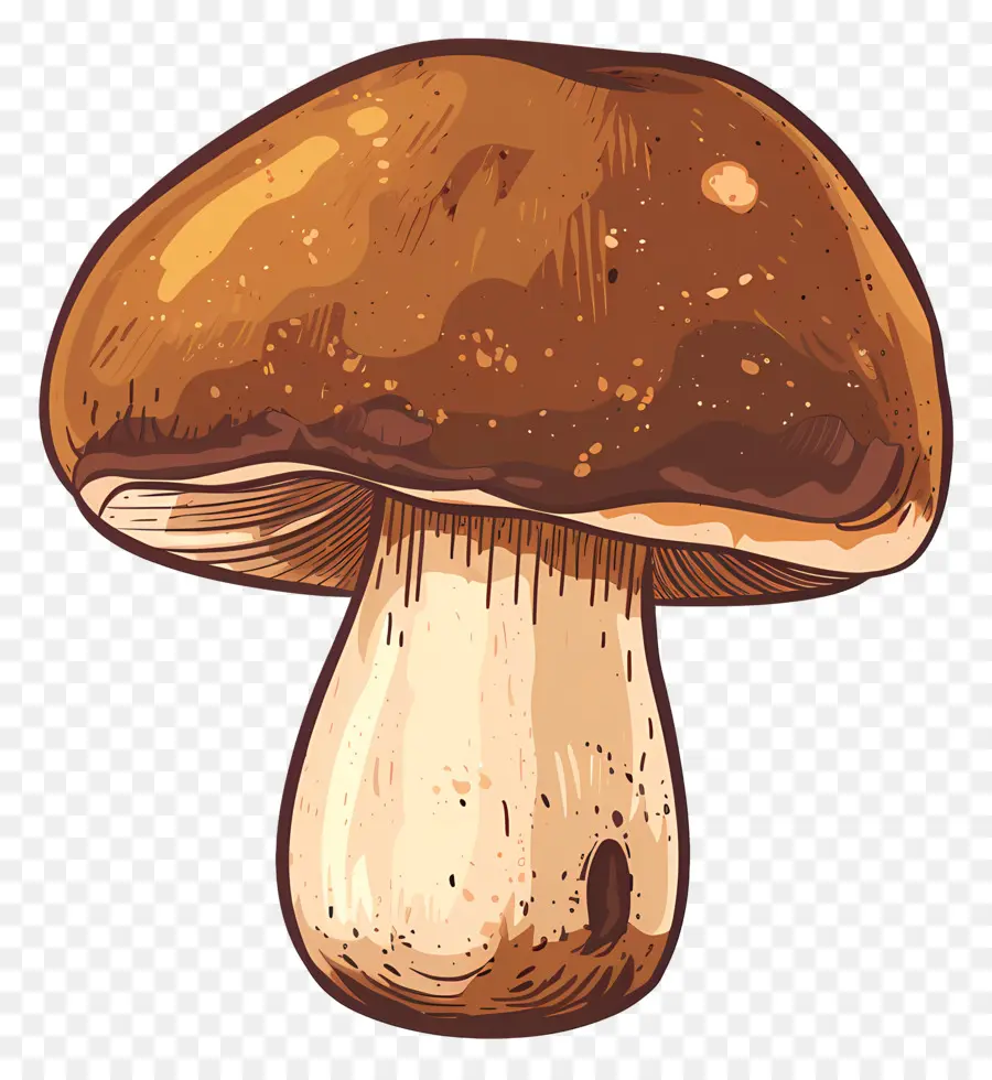 เห็ด Boletus，เห็ด PNG