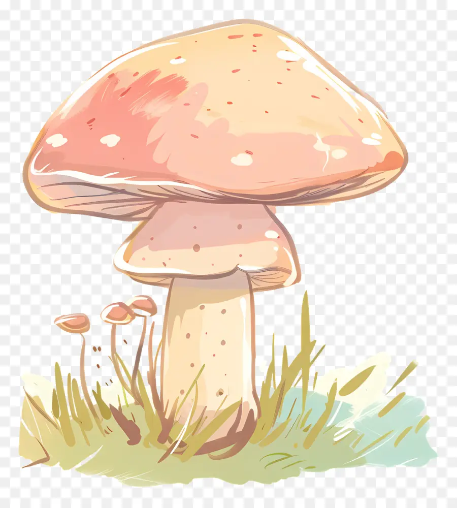 เห็ด Boletus，เห็ด PNG