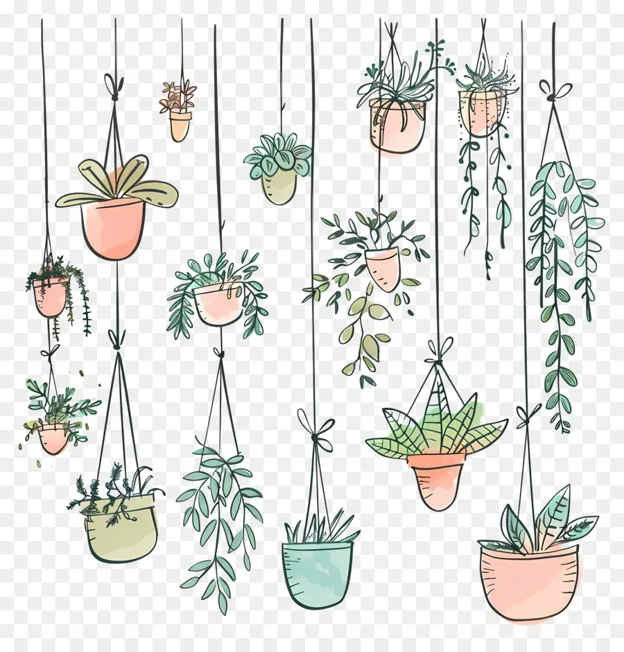 Houseplants แขวน，พืชแขวน PNG