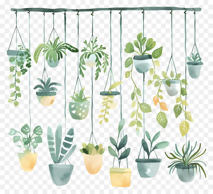 Houseplants แขวน，พืชแขวน PNG