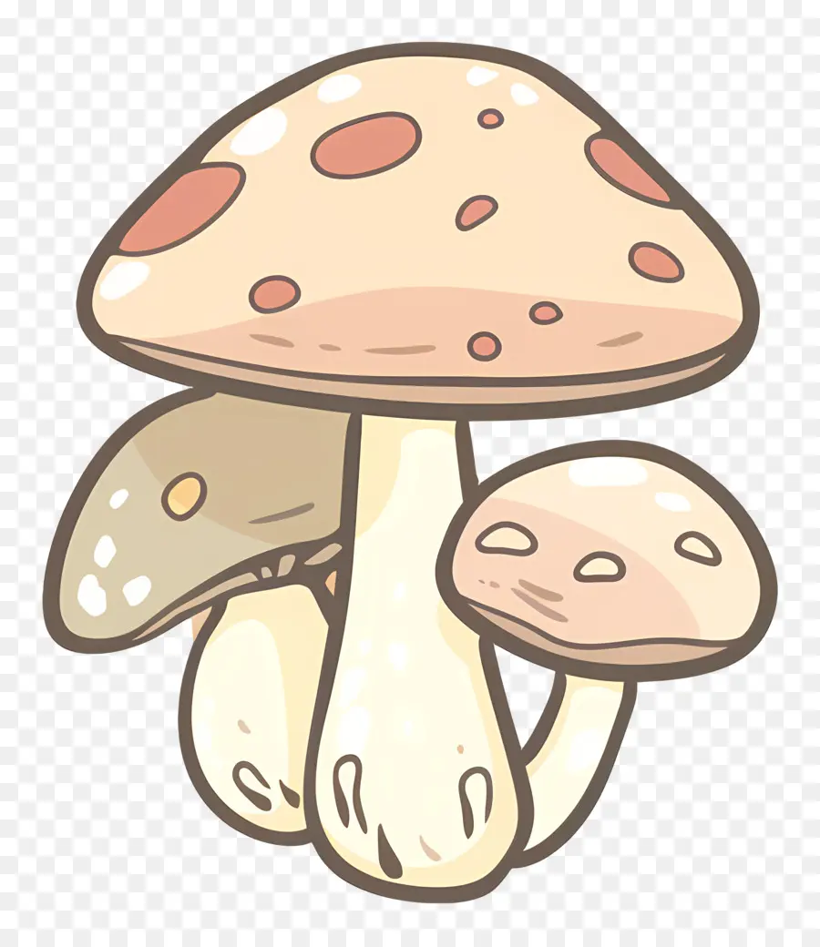 เห็ด Boletus，เห็ด PNG