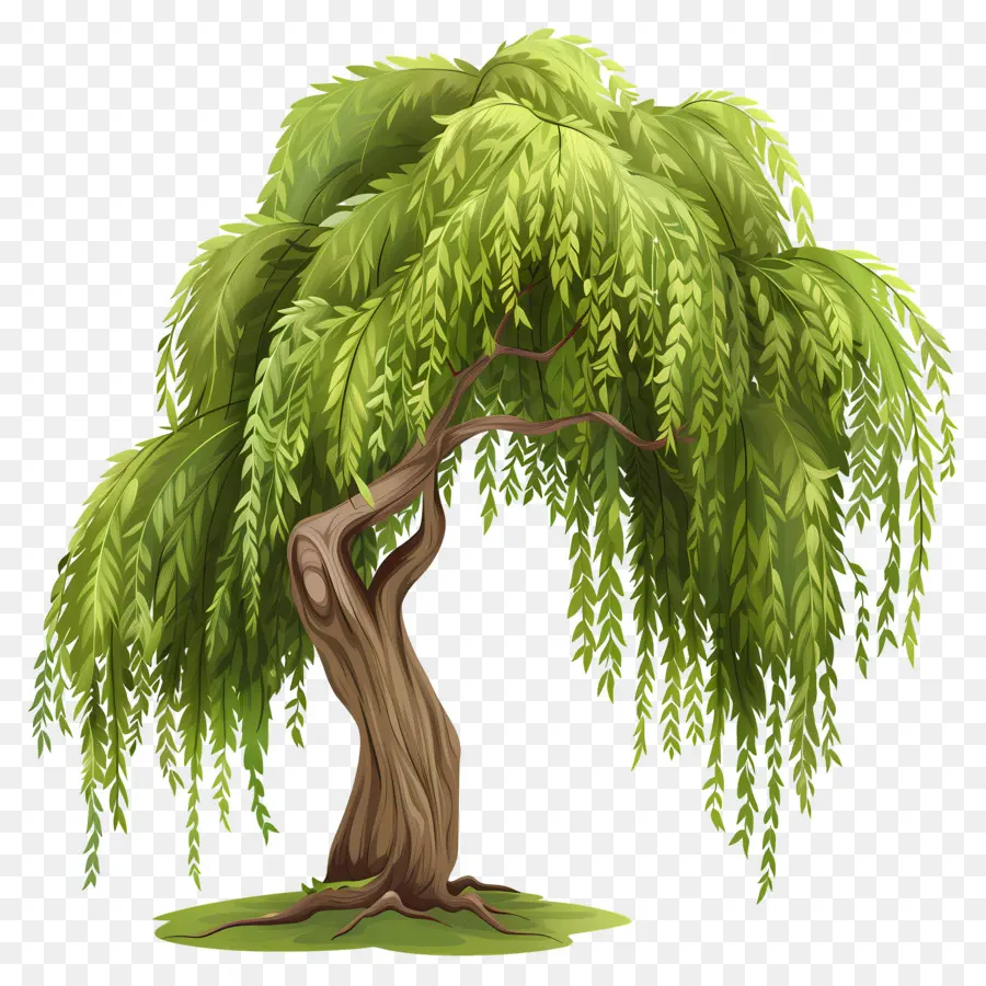 ต้นวิลโลว์，Weeping Willow Tree PNG