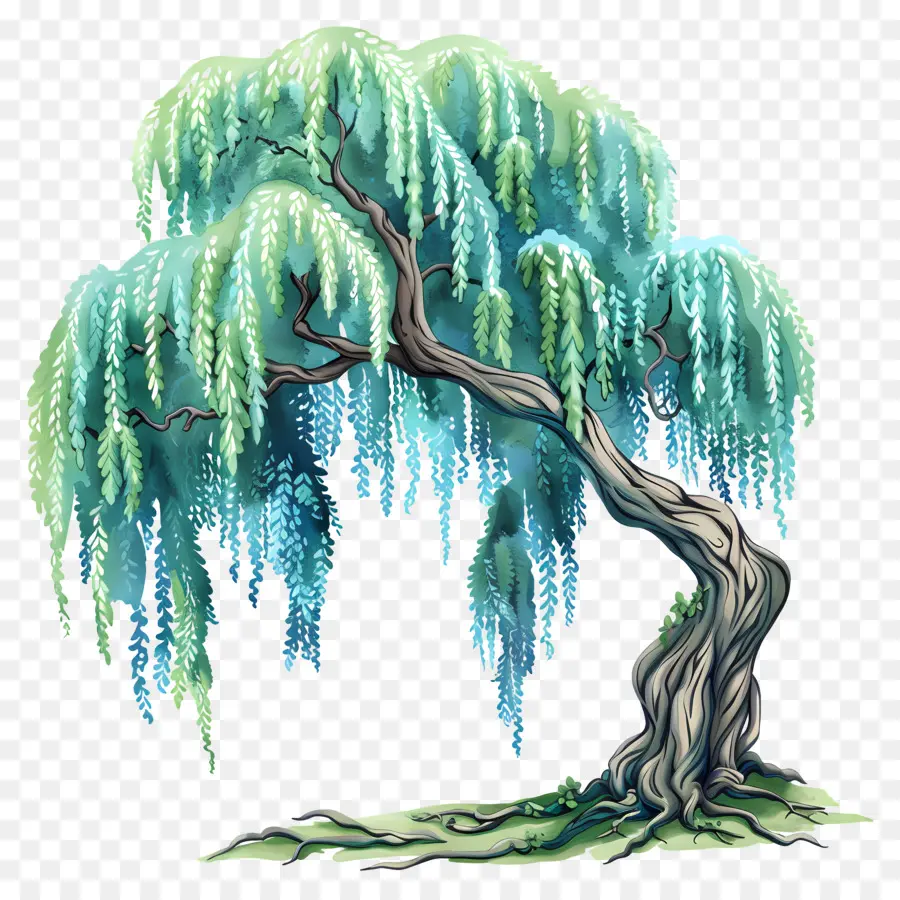 ต้นวิลโลว์，Weeping Willow Tree PNG