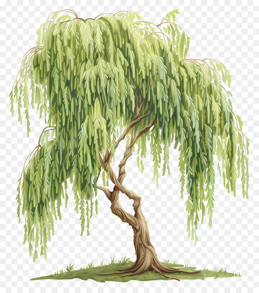 ต้นวิลโลว์，Weeping Willow Tree PNG