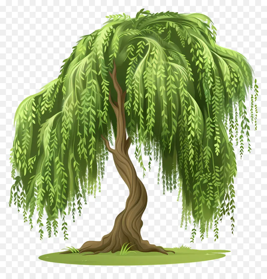 ต้นวิลโลว์，Weeping Willow Tree PNG