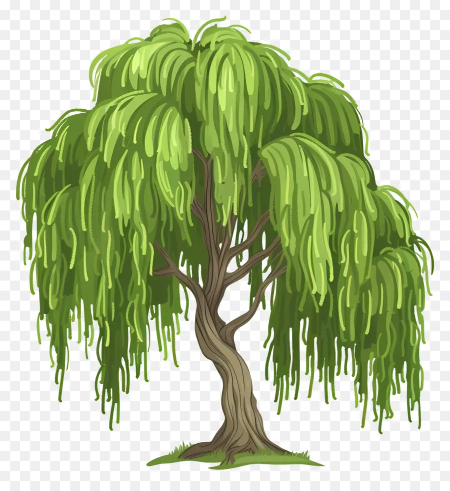 ต้นวิลโลว์，Weeping Willow Tree PNG