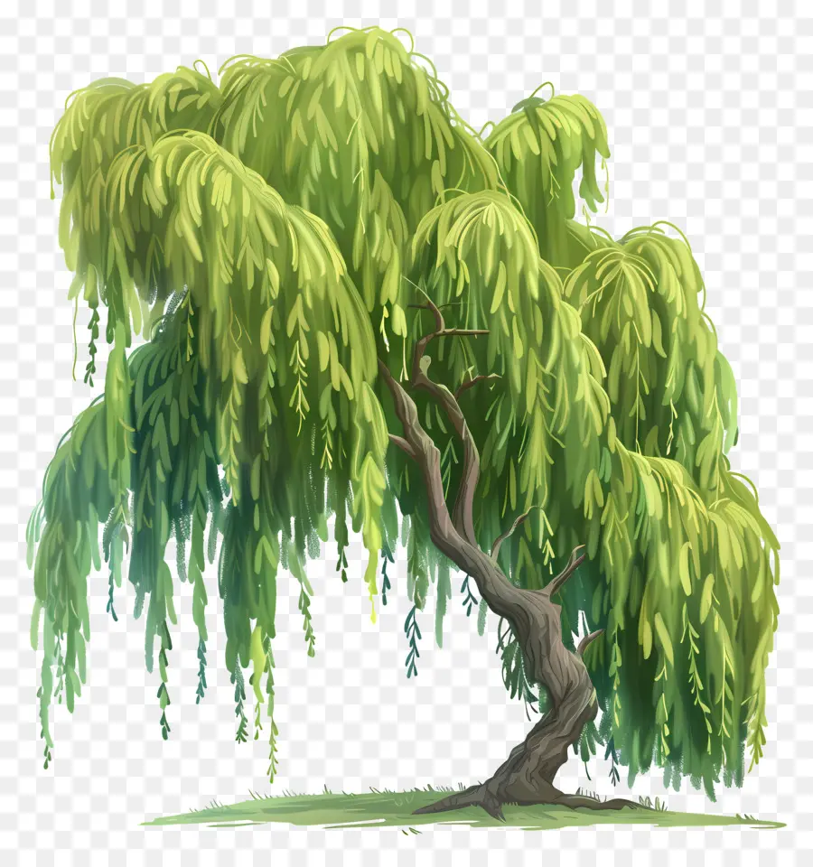 ต้นวิลโลว์，Weeping Willow Tree PNG