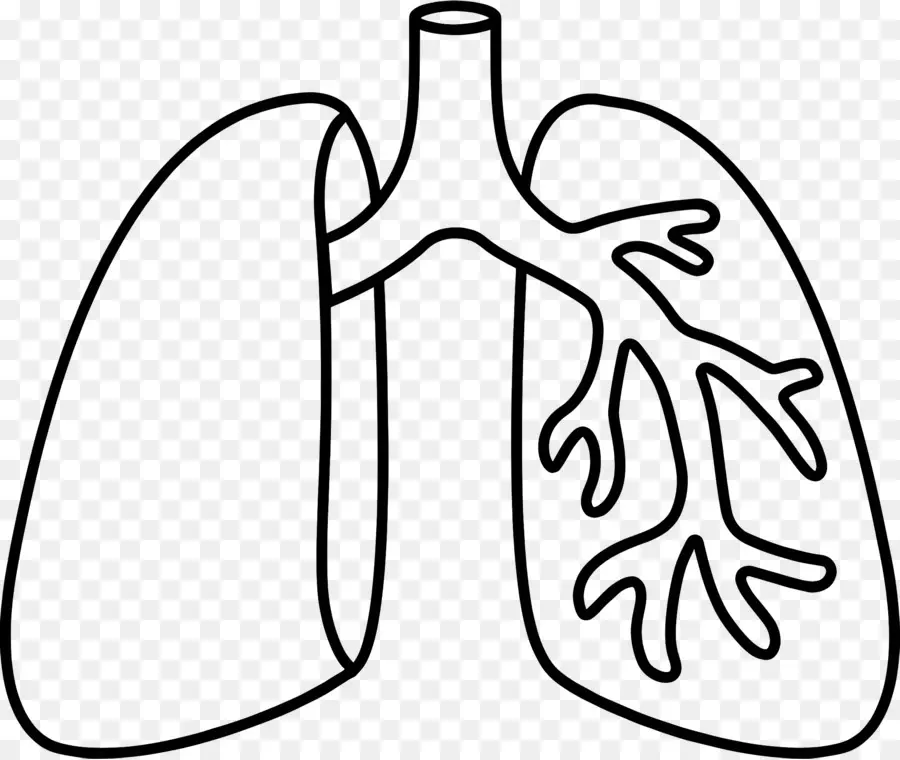 ปอด，แผนผัง PNG