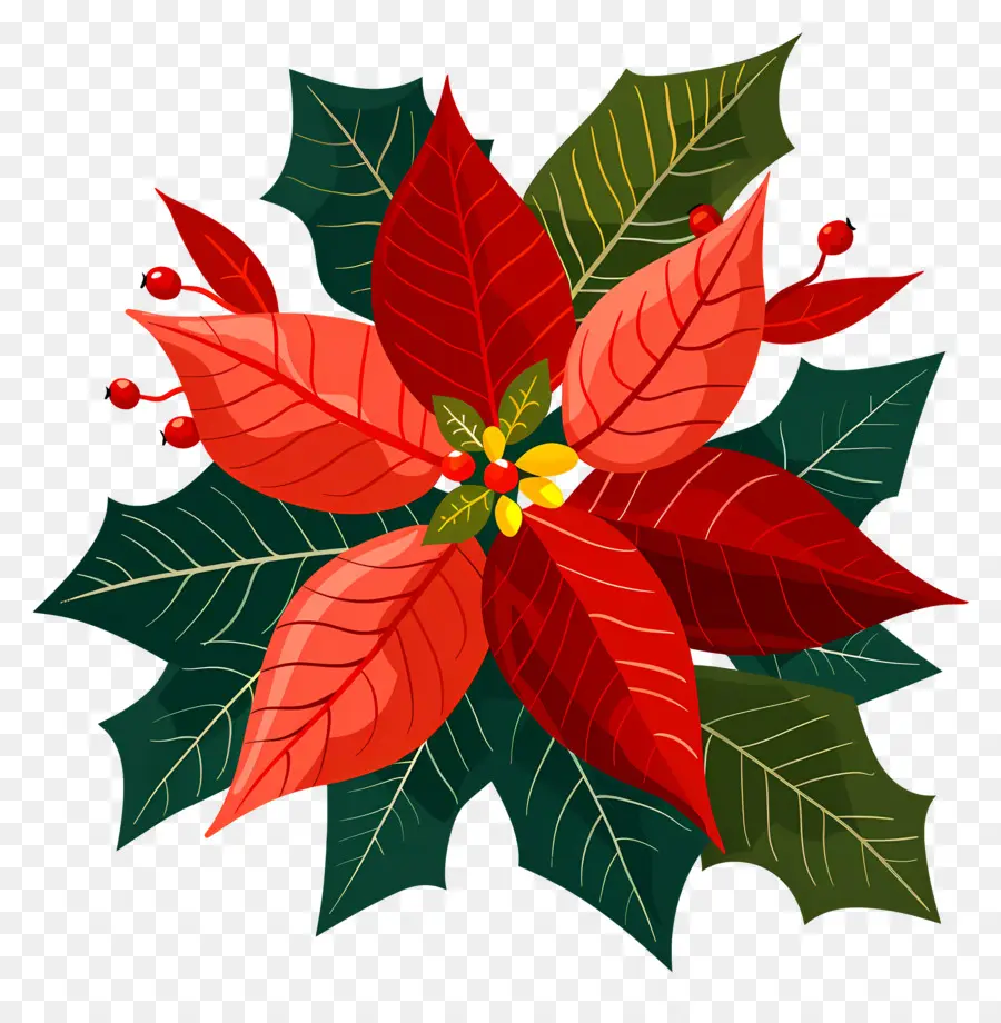 Poinsettia สีแดง，ออกจาก PNG