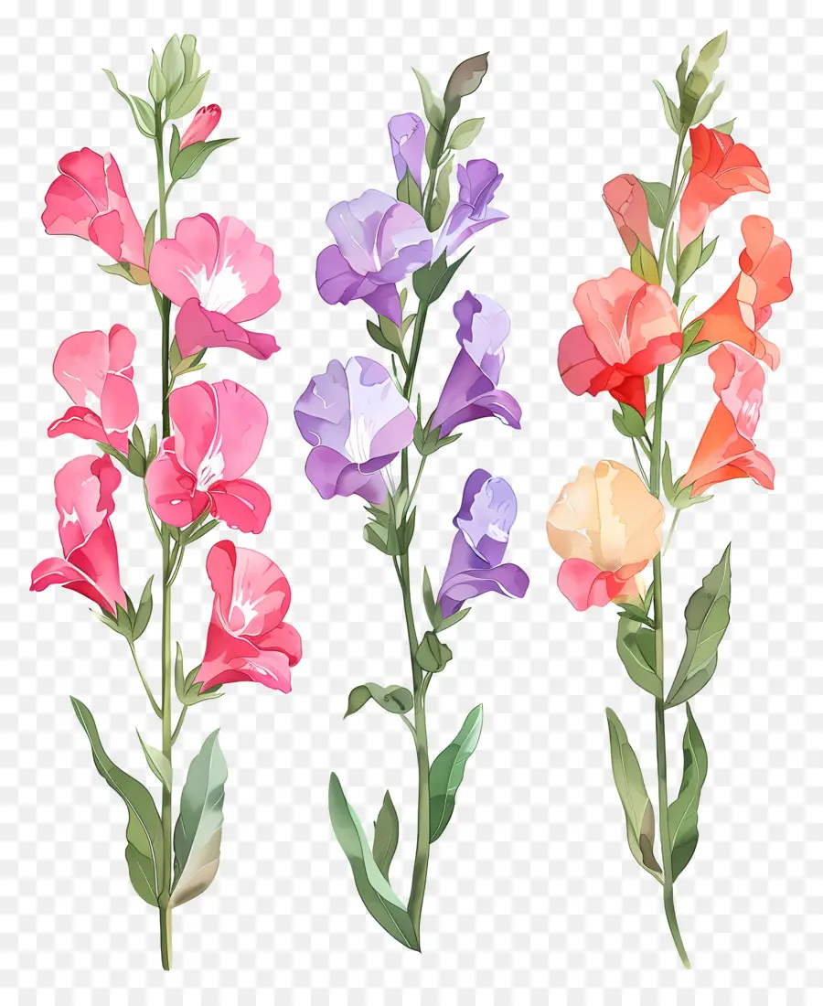 ดอกไม้ Snapdragon，ดอกไม้สีสันสดใส PNG