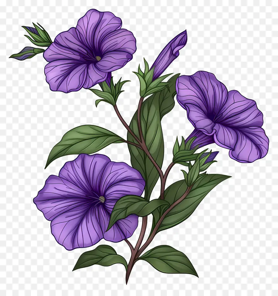 ดอกไม้ Petunia，ดอกไม้สีม่วง PNG