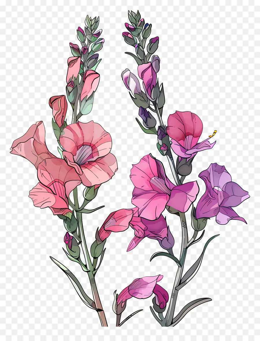 ดอกไม้ Snapdragon，ดอกไม้สีสันสดใส PNG