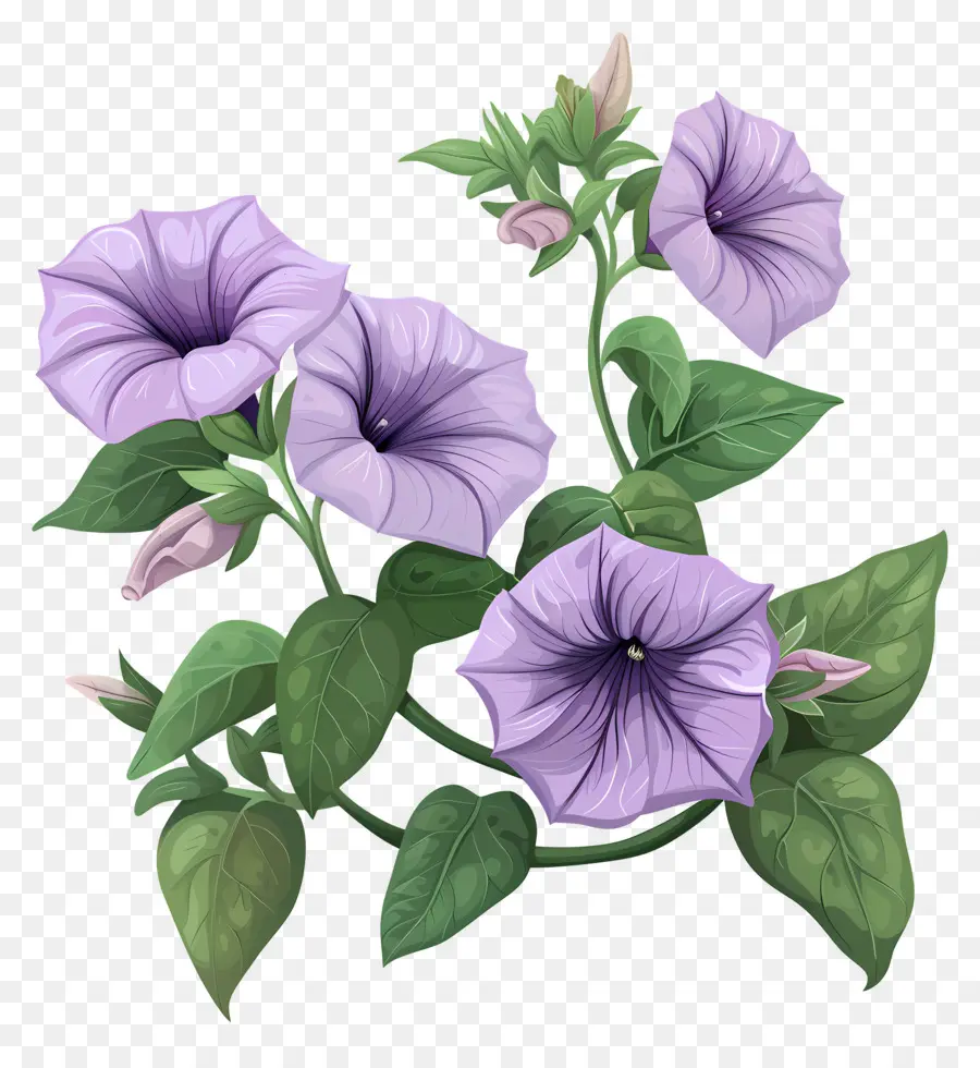 ดอกไม้ Petunia，ความรุ่งโรจน์ตอนเช้า PNG