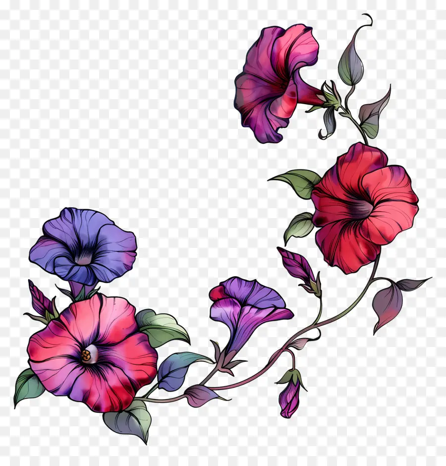 ดอกไม้ Petunia，ดอกไม้สีสันสดใส PNG