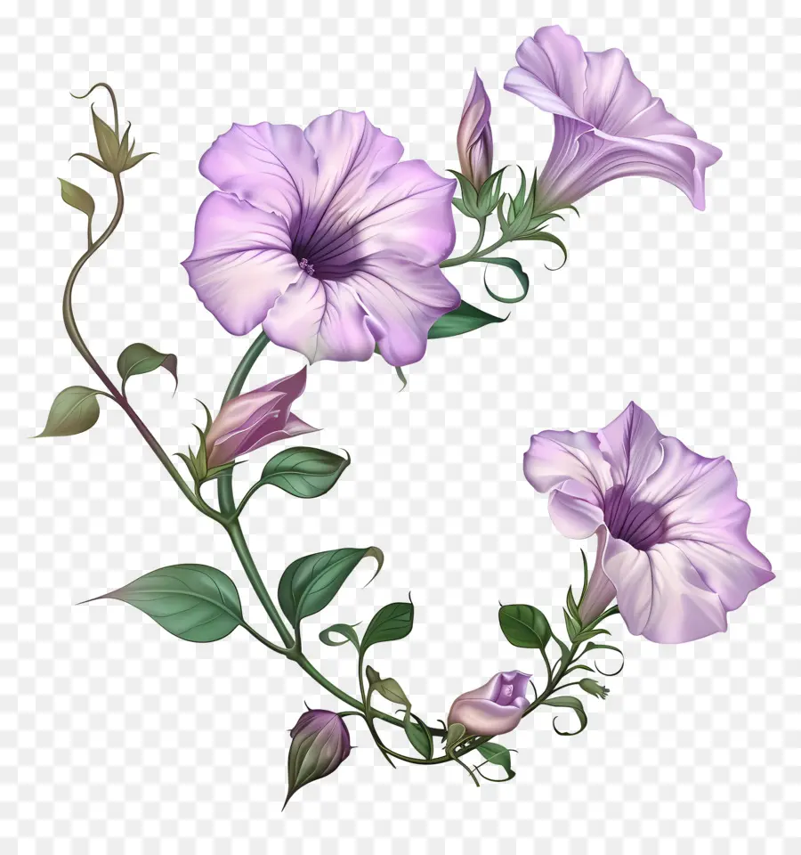 ดอกไม้ Petunia，ดอกไม้สีม่วง PNG