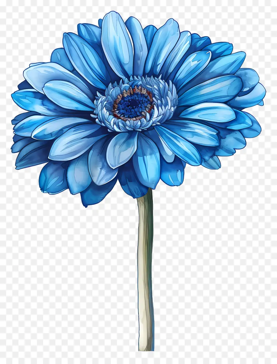 สีน้ำเงิน Gerbera，ดอกไม้สีฟ้า PNG