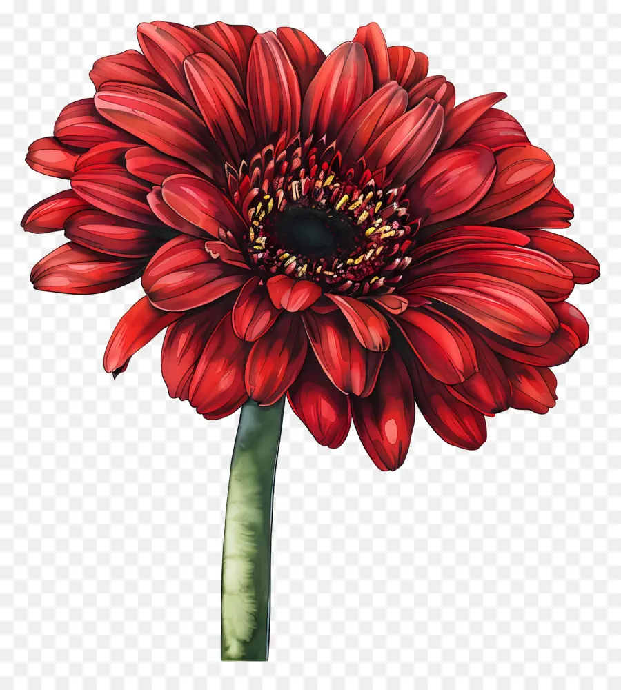 Gerbera สีแดง，ดอกไม้สีแดง PNG