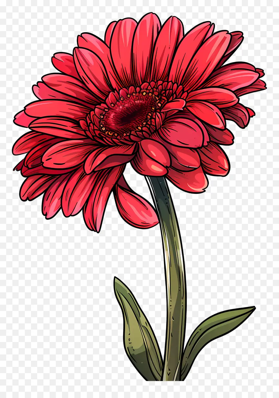 Gerbera สีแดง，ดอกไม้สีแดง PNG