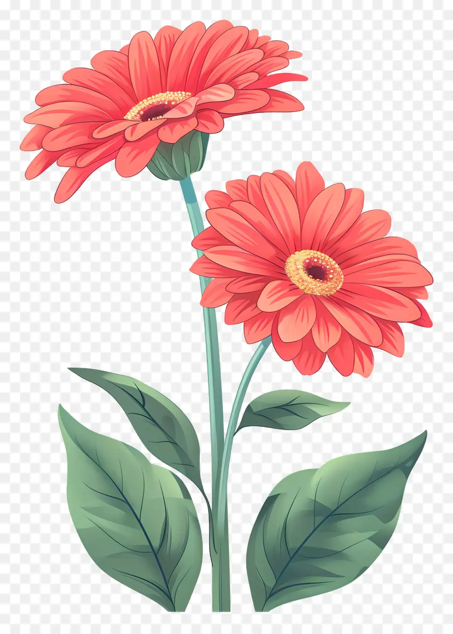 Gerbera สีแดง，ดอกไม้สีแดง PNG