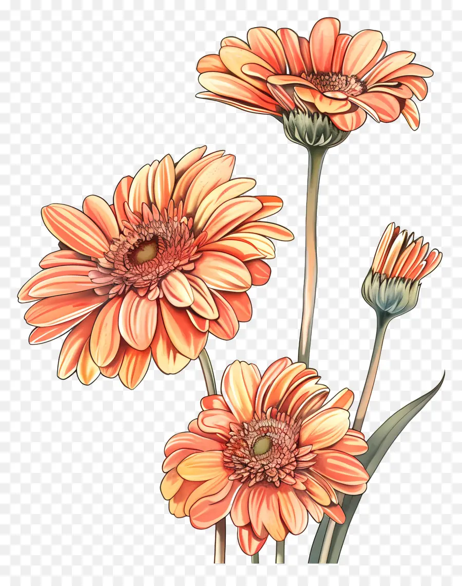 ดอกไม้ Gerberas，ดอกไม้สีชมพู PNG