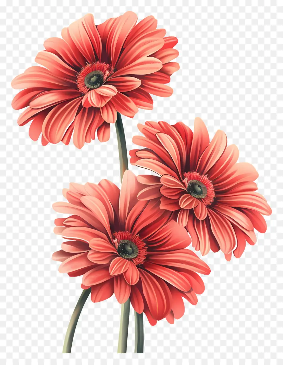 ดอกไม้ Gerberas，ดอกไม้สีแดง PNG