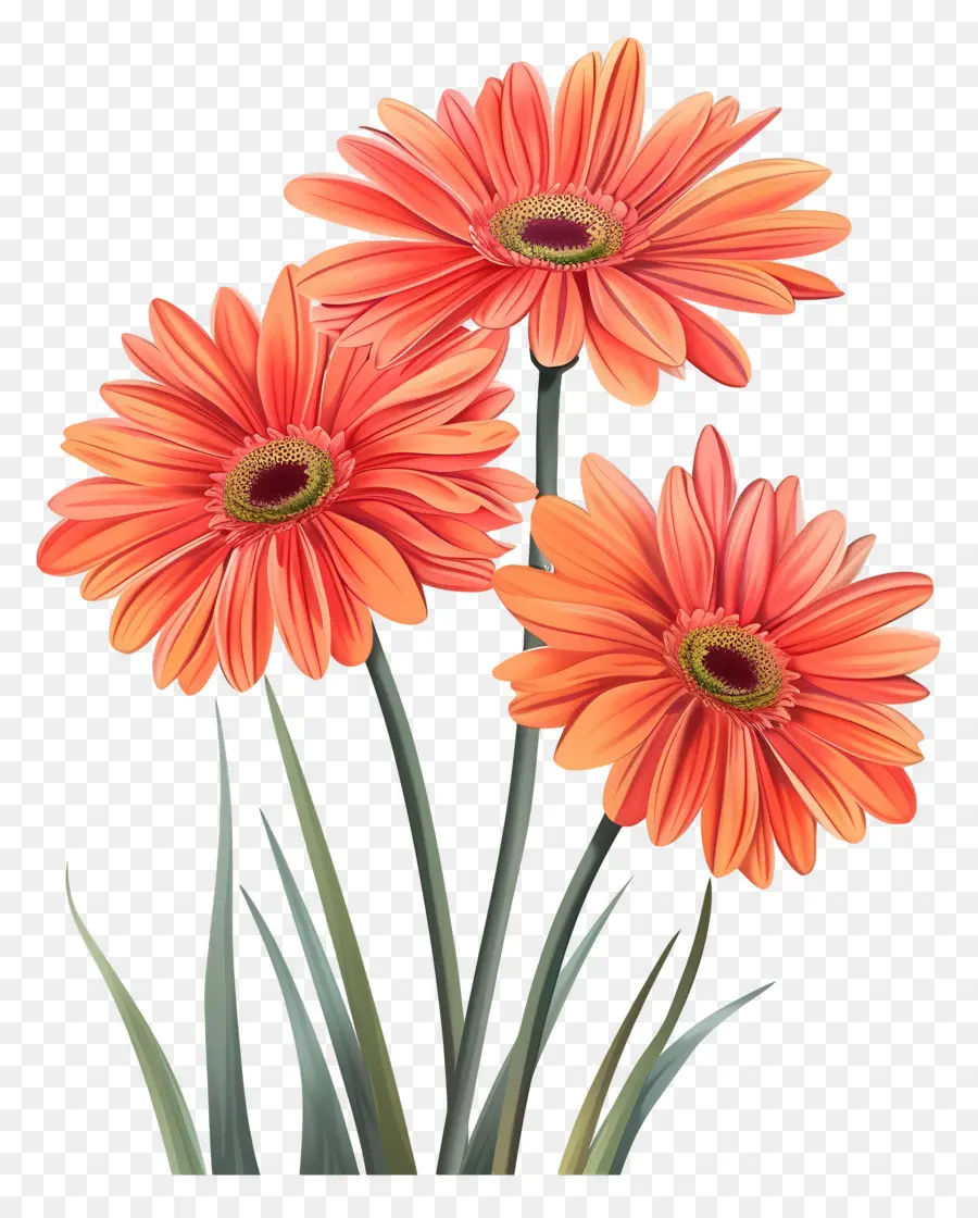 ดอกไม้ Gerberas，ดอกไม้สีแดง PNG