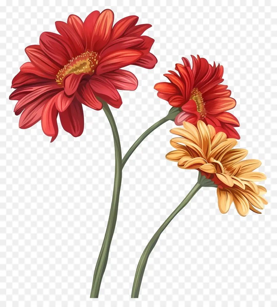 ดอกไม้ Gerberas，ดอกไม้สีแดง PNG