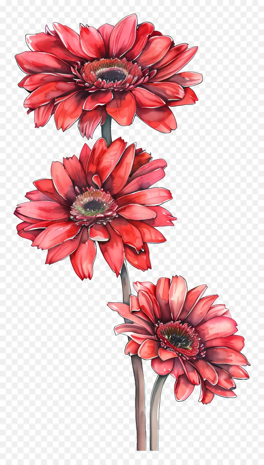 ดอกไม้ Gerberas，ดอกไม้สีแดง PNG