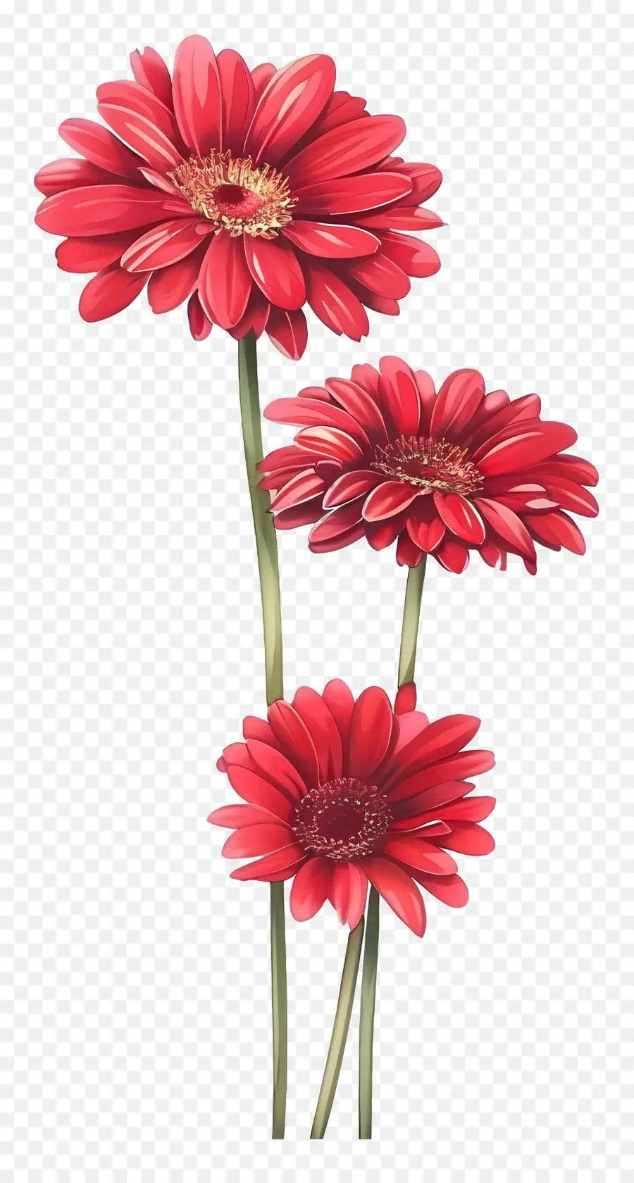 ดอกไม้ Gerberas，ดอกไม้สีแดง PNG