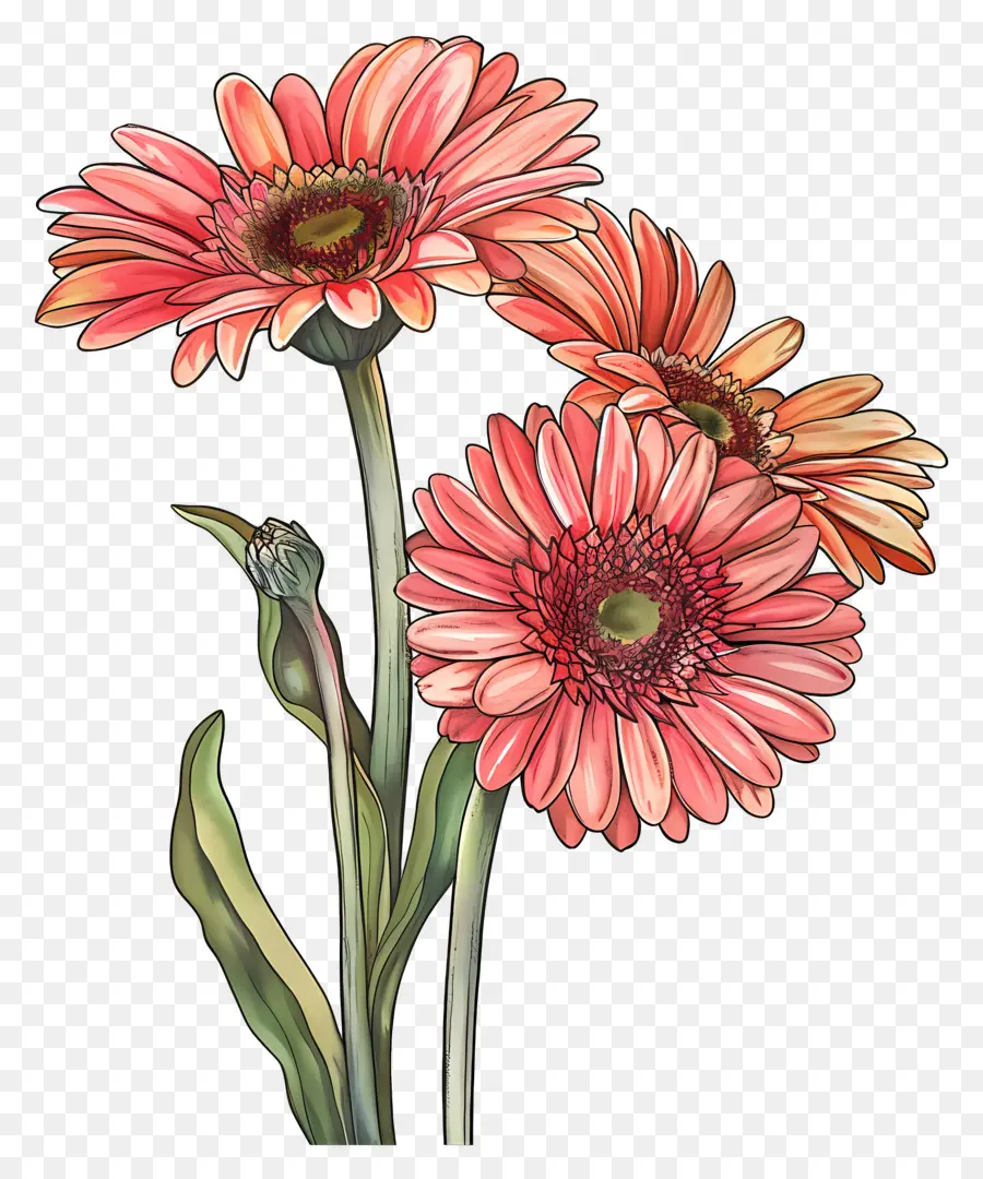 ดอกไม้ Gerberas，ดอกไม้สีชมพู PNG