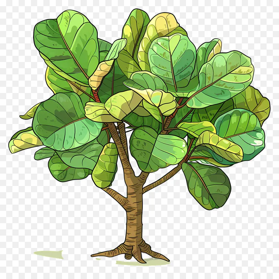 Ficus Lyrata，ปลูก PNG