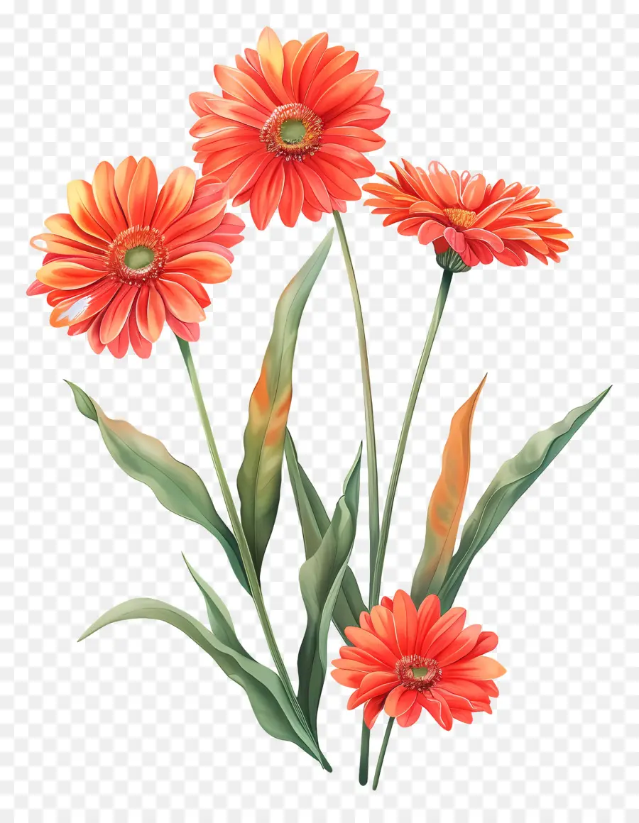 ดอกไม้ Gerberas，ดอกไม้ PNG