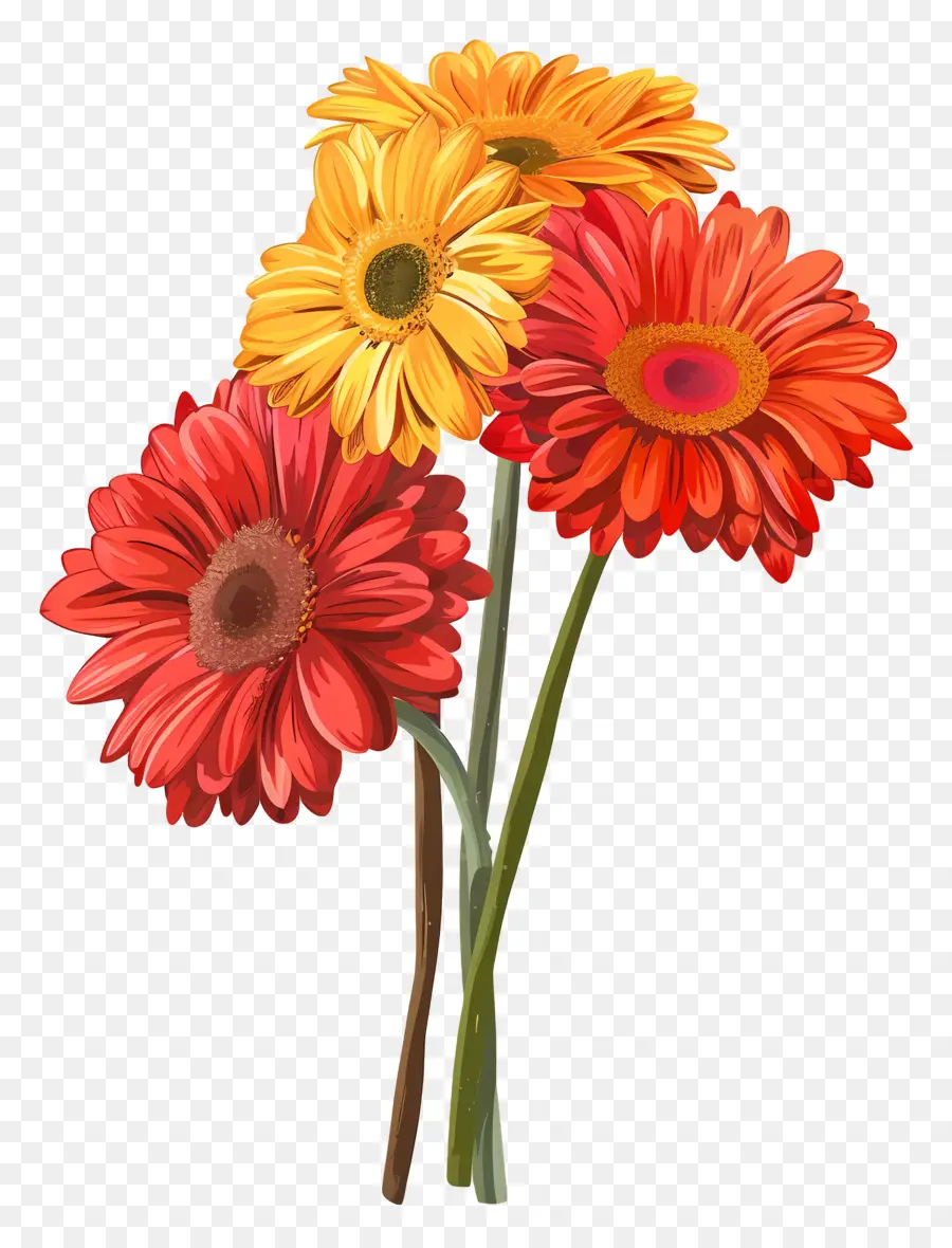 ดอกไม้ Gerberas，ดอกไม้สีส้ม PNG