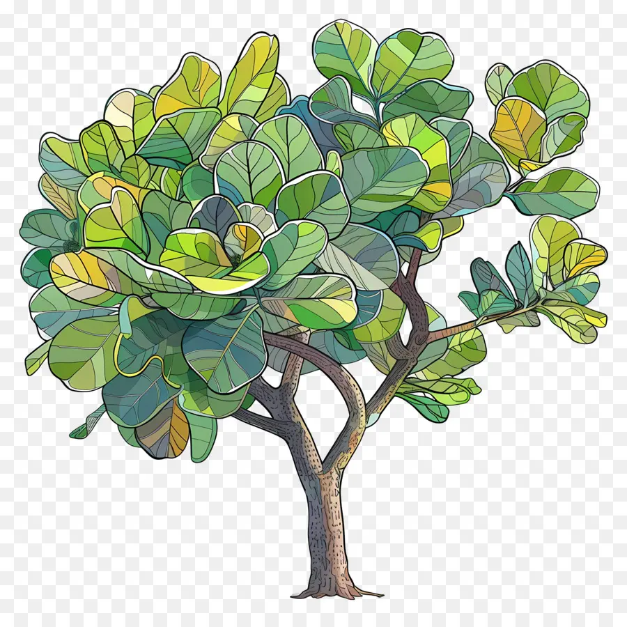 Ficus Lyrata，ต้นไม้ PNG