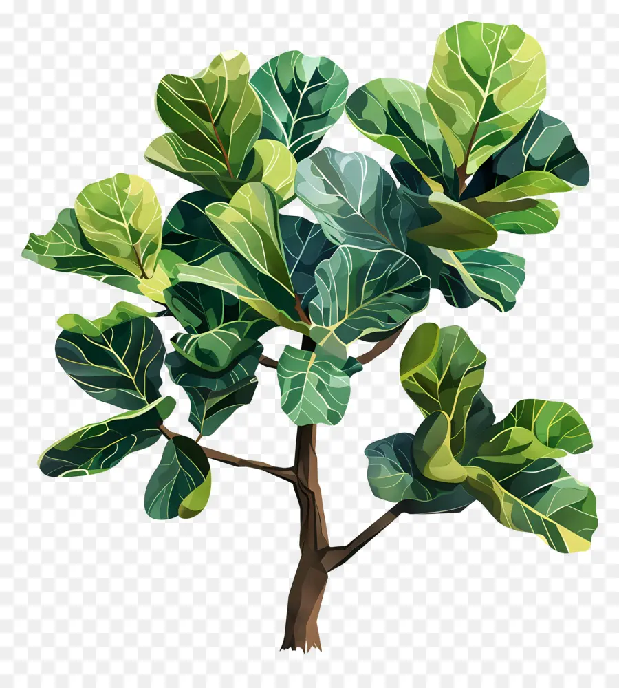 Ficus Lyrata，ปลูก PNG